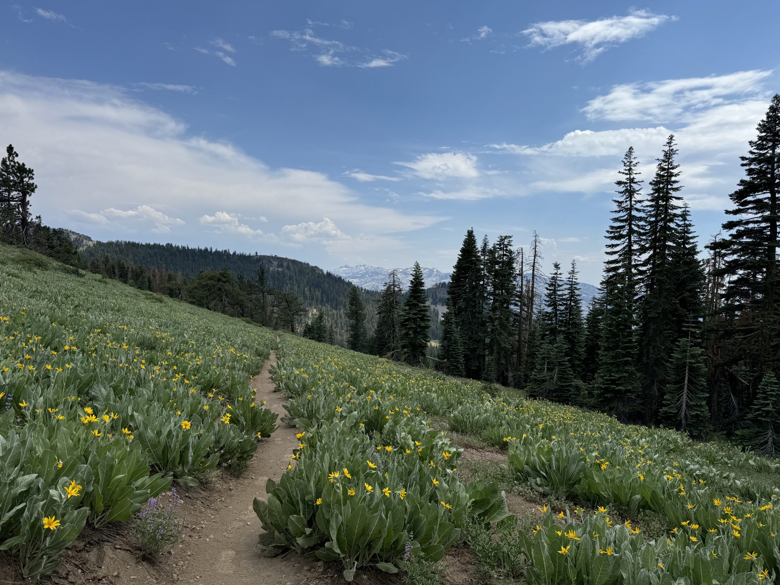 PCT Miles 1091-1332